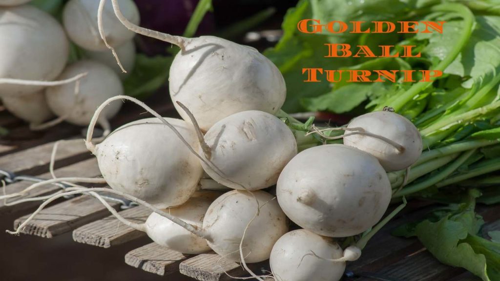 Golden Ball Turnip