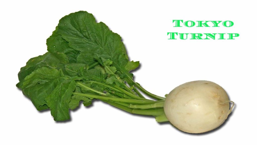 Tokyo Turnip