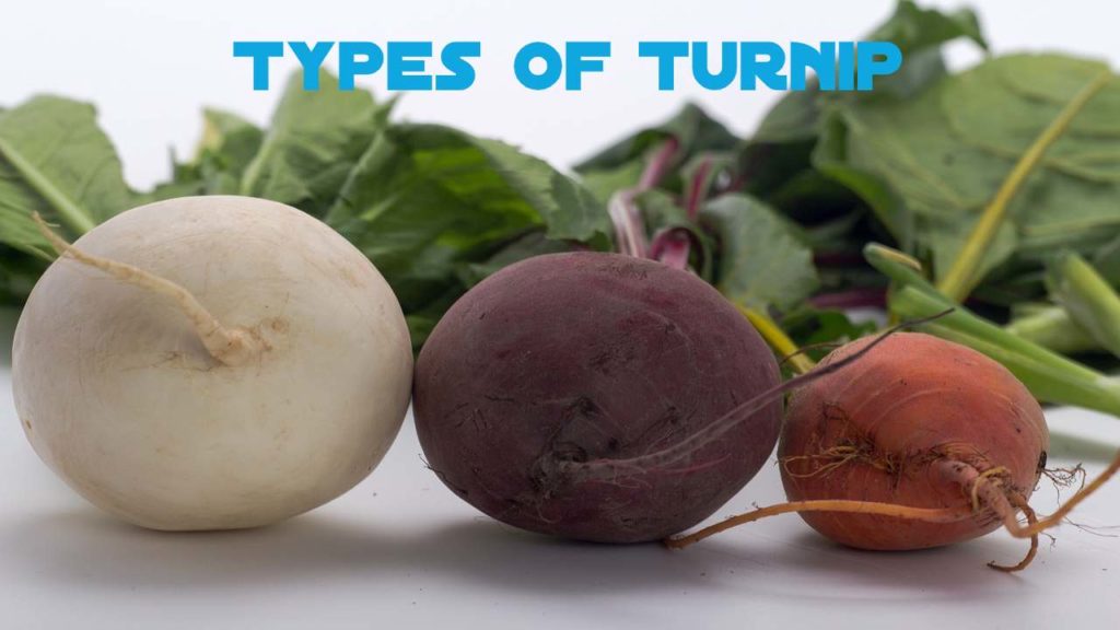 Types of Turnip