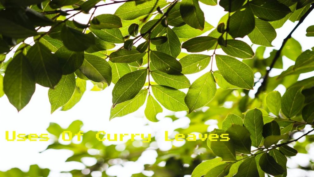 Uses Of Curry Leaves