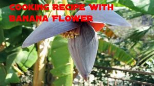 The Banana Flower