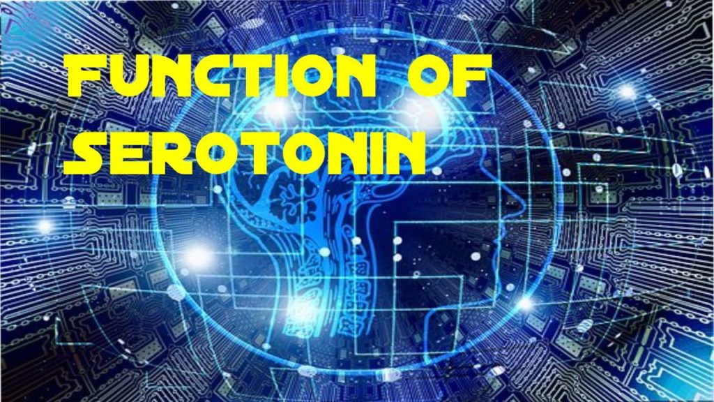 Function Of Serotonin