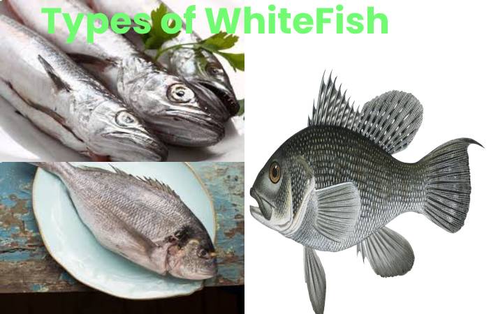 whitefish