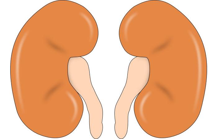 Kidney