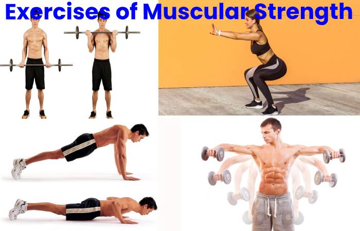 muscular strength