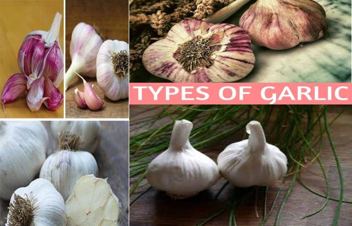 garlic