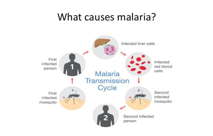 malaria