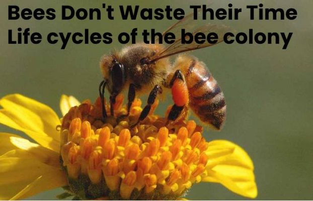 Bees Don T Waste Their Time