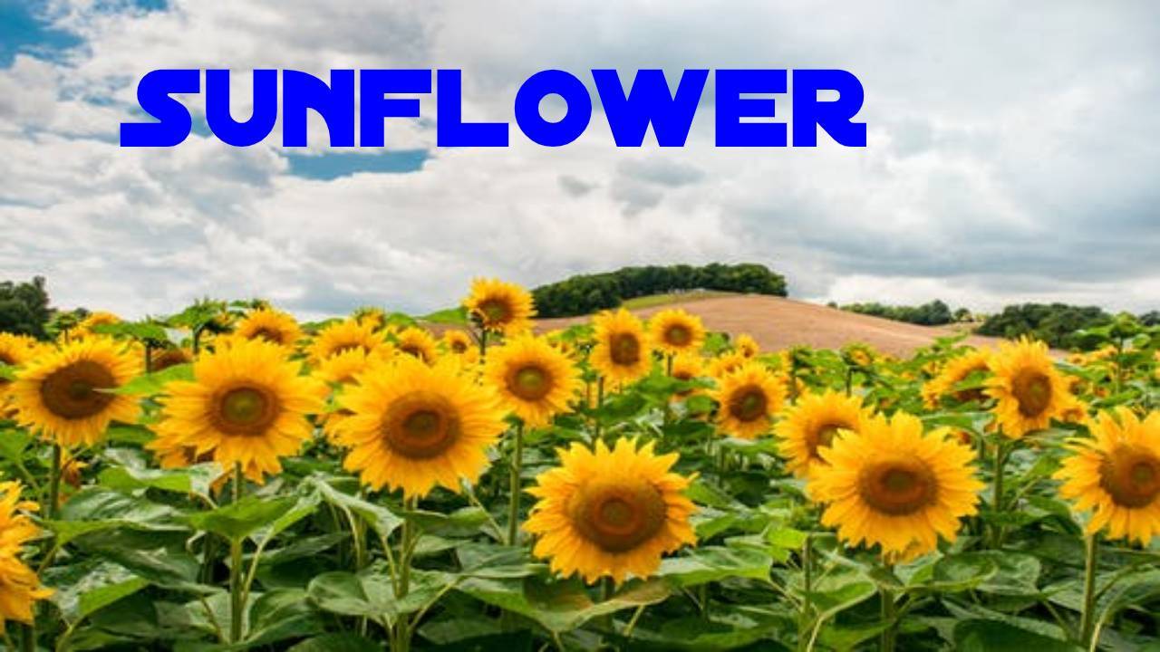 Sunflower What Is It Its Characteristics Life Cycle And More