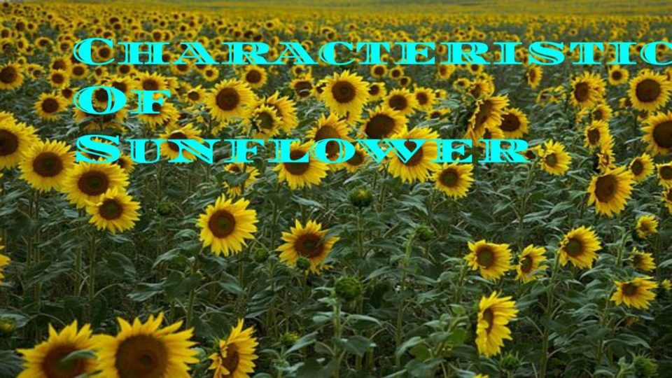 What Is The Characteristics Of Sunflower
