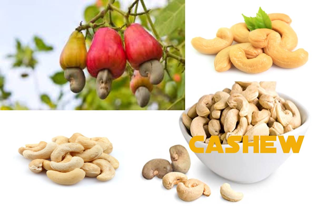 What Is Cashew Definition Properties Benefits And More