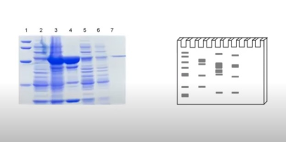 western blot vs elisa hiv